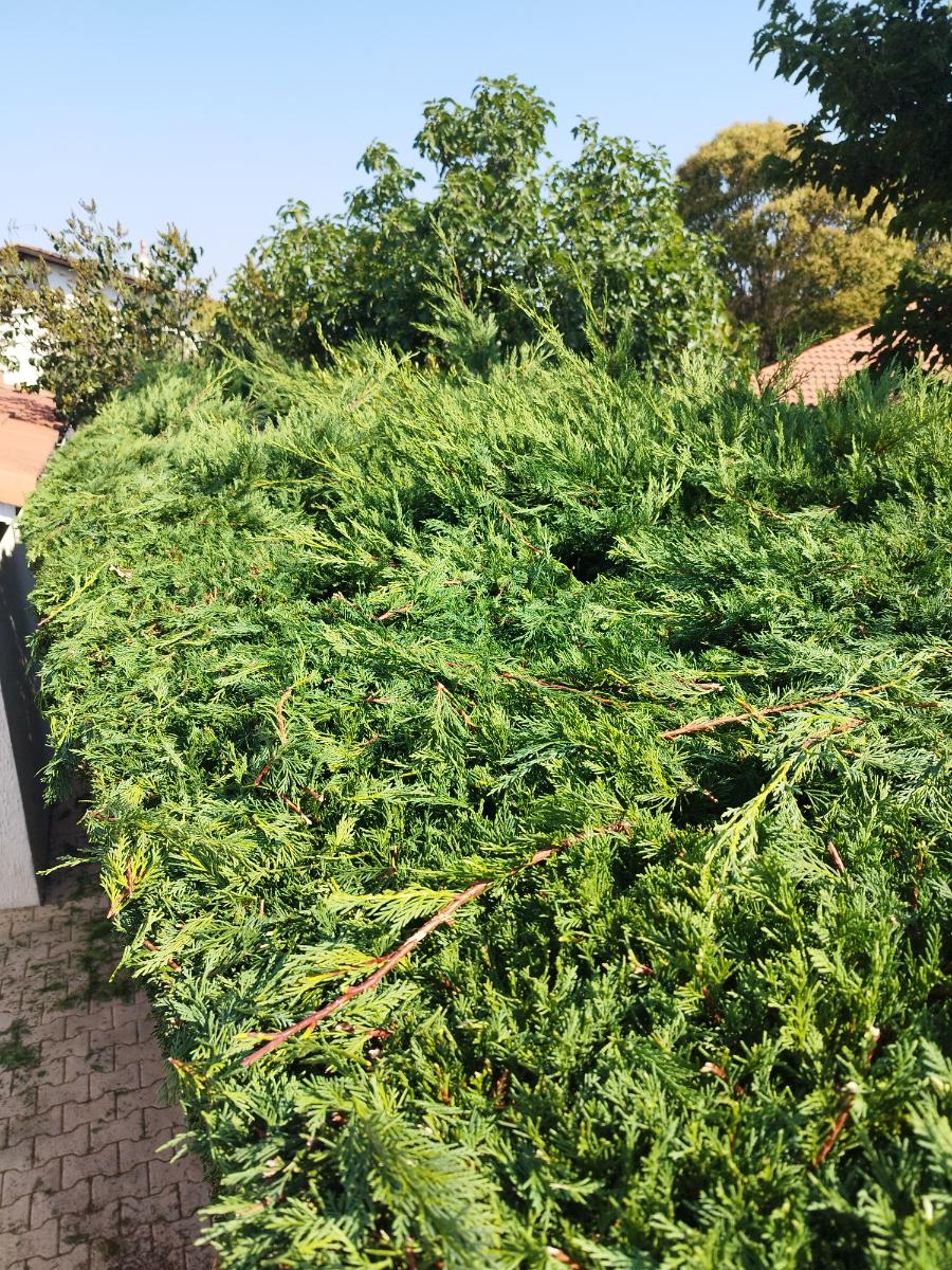 Chantier d'entretien de jardin réalisé par Pascal le Jardinier, paysagiste du réseau Factotum, près de Berat